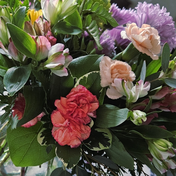 Meet your Posher, Coco - Picture 1 of 1